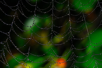 Web, Drops, Macro, Glare, Blur, Smooth HD wallpaper