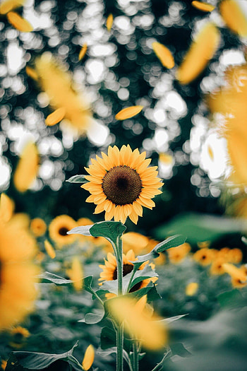 Sunflower Petals, Sunflowers HD phone wallpaper