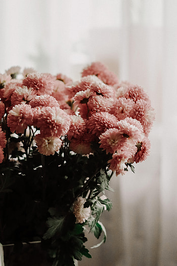 Flowers, Chrysanthemum, Bouquet, Room, Vase HD phone wallpaper