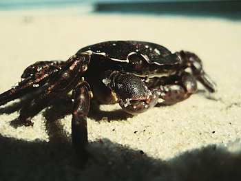 Animals, Sand, Surface, Shadow, Crab HD wallpaper