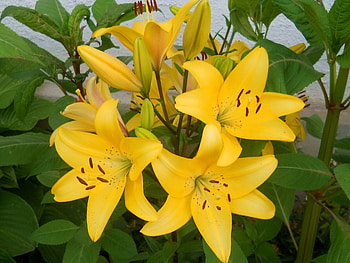 Flowers, Lilies, Greens, Flower Bed, Flowerbed, Wall, Stamens HD wallpaper