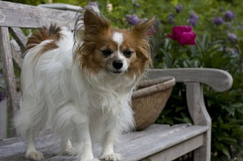 ✿Keeper of the garden✿, dog, peonies, garden, in my heart, small, little, animals, love, paw print, pet, forever HD wallpaper