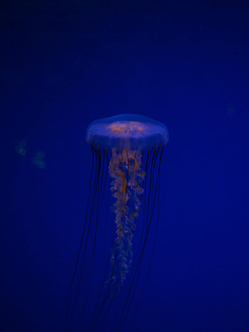 Animals, Jellyfish, Being, Creature, Tentacles, Under Water, Underwater HD phone wallpaper