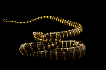 Boiga snake, Captivating eyes, Joel Sartore, Stunning graphy HD wallpaper