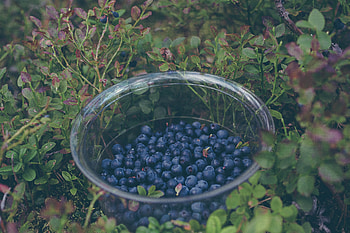 Food, Bilberries, Berries, Plate, Collection, Gathering HD wallpaper