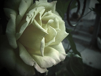 Would Smell Just A Sweet, white, roses, beautiful, nature, flowers HD wallpaper