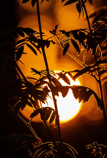 Leaves, Sun, Dark, Silhouette, Branches HD phone wallpaper