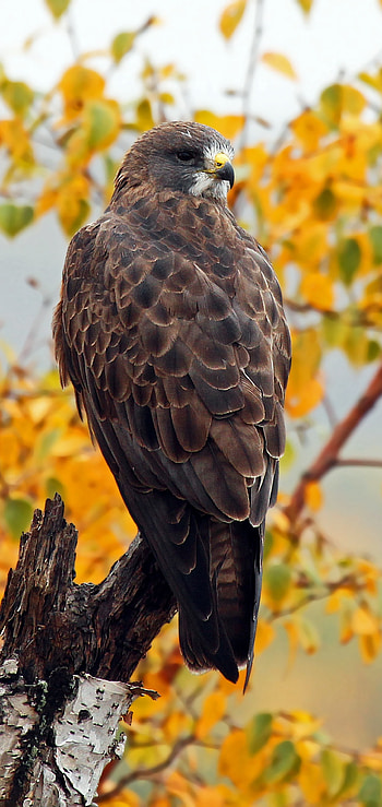 Graceful hawk, Nature's wonder, Stunning bird HD phone wallpaper