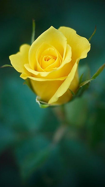 Yellow Rose, Rose HD phone wallpaper