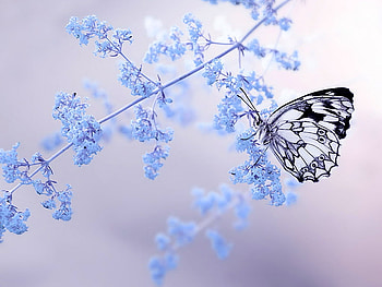 Lacey wings, blue, black, butterfly, beauty HD wallpaper