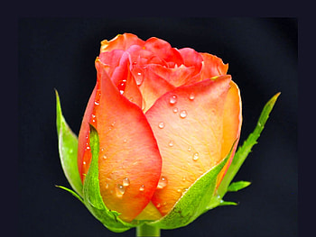 Beautiful Flower, rose, beautiful, , flower HD wallpaper