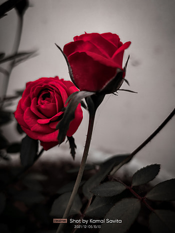 Rose, hybrid tea rose, sky HD phone wallpaper