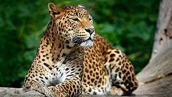The Sri Lankan, Leopards HD wallpaper