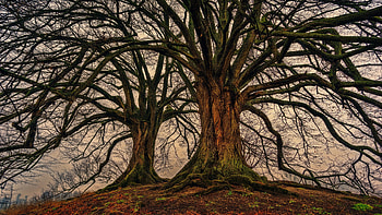 Big trees, old, forest, fall, nature HD wallpaper