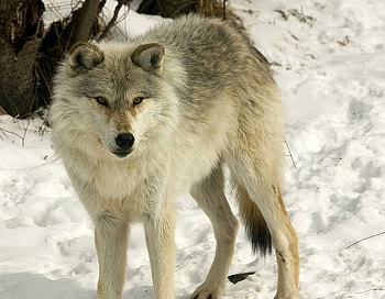 Wolf, winter, cool HD wallpaper