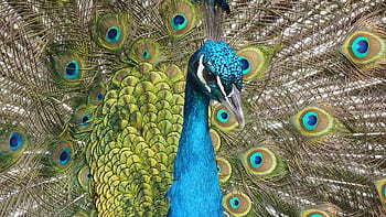 A stunning close-up of a peacock showcasing its vivid plumage with intricate feather patterns. HD wallpaper