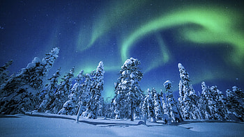 Winter forest, Aurora Borealis HD wallpaper