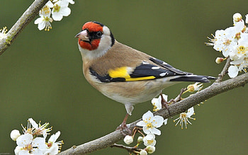 Beautiful Spring Bird, animal, bird, nature, flowers, spring HD wallpaper