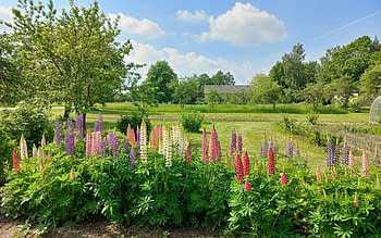 Garden with Lupins, trees, Latvia, lupuns, graden, clouds HD wallpaper