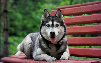 Animals, Dogs HD wallpaper
