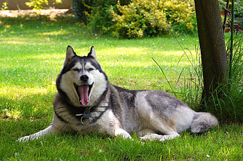 Animals, Nature, Lie, To Lie Down, Dog, Friend, Malamute HD wallpaper