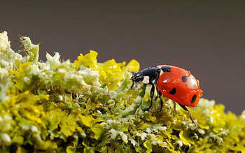 Nature, Background, Macro, Ladybird, Ladybug HD wallpaper