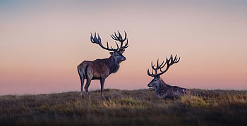 Two Reindeers, reindeer, animals, graphy HD wallpaper