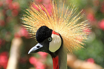 Grey crowned crane, Animal close up, Bokeh , Resolution HD wallpaper