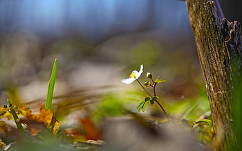 Flower, Macro, Light, Blur, Smooth, Light Coloured HD wallpaper
