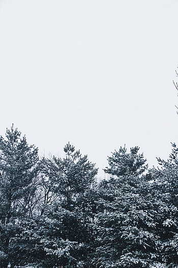 Nature, Trees, Sky, Snow HD phone wallpaper