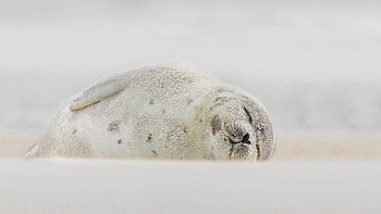 Harp Seal Jones Beach Long Island, jones beach, harp seal, sleeping, long island HD wallpaper