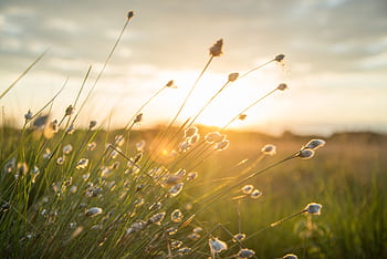 Close-up of grass and wildflowers in a sunlit field during sunset, capturing the rural landscape's tranquility. HD wallpaper