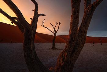 Acacia Trees Sand Dunes , trees, dunes, sand, nature HD wallpaper