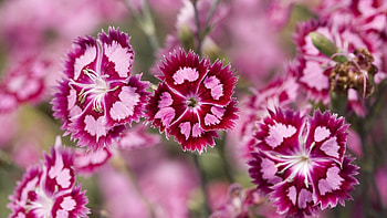 Plants, Flowers HD wallpaper
