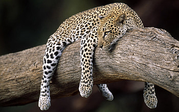 Animals, Wood, Leopard, To Lie Down, Lie, Tree HD wallpaper