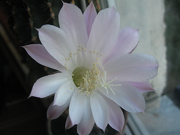 Cereus flower, cereus, pink, cactus, flower HD wallpaper