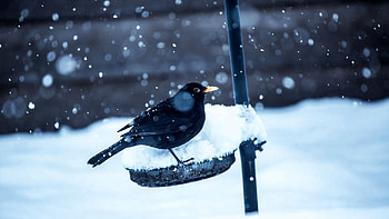 Animals, Winter, Snow, Bird, Crow HD wallpaper