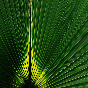Plant, Macro, Sheet, Leaf, Stripes, Streaks HD phone wallpaper