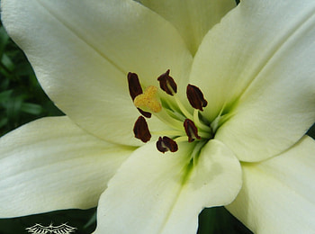 Flor blanca white fower, white fower, flor blanca HD wallpaper