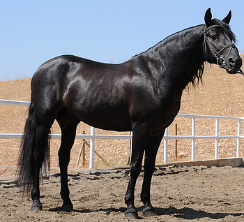 Beautiful Spanish Stallion, spanish, andalusian, horses, black HD wallpaper