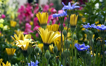 Plants, Flowers HD wallpaper