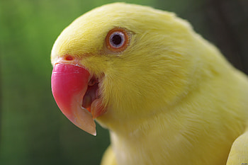 Animals, Parrots, Beak, Color HD wallpaper