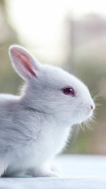 Rabbit , Lovely creatures, Mobile background, Cute bunny HD phone wallpaper