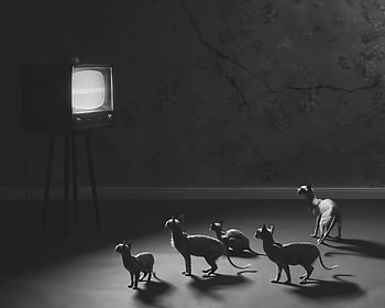 Hypnotic , monochrome, black-and-white, artist, artwork, digital-art, deviantart HD wallpaper