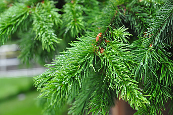 Pine, tree, fresh, green leaves HD wallpaper
