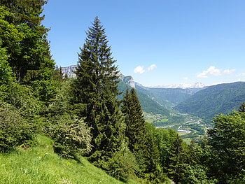 Landscape, Nature, Trees, Pine, Hills HD wallpaper