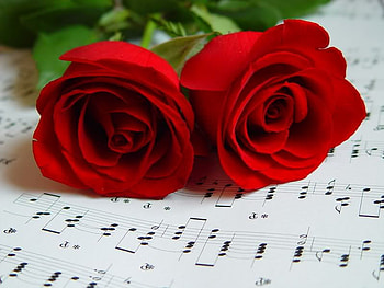 Roses for Michael..., song, roses, sunlight, michael jackson, music, life, love, red, sun HD wallpaper