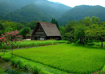 House in Green, in green, , house, beautiful, village HD wallpaper