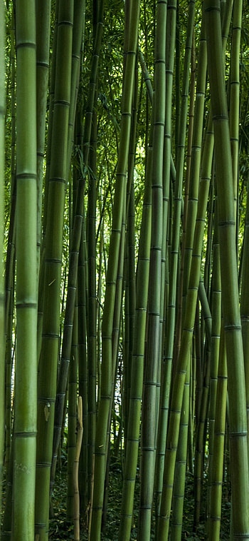 Green forest bamboo, Vibrant nature, Serene landscape, x background HD phone wallpaper