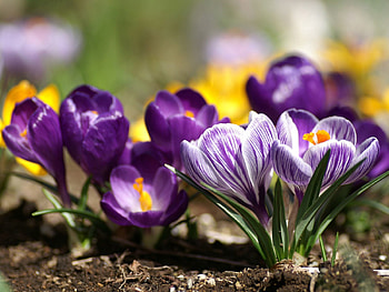 Flowers, Lilac, Lines, Land, Earth, Purple, Garden HD wallpaper